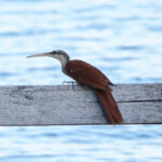 Long-billed Woodcreeper (image by Leo Garrigues)