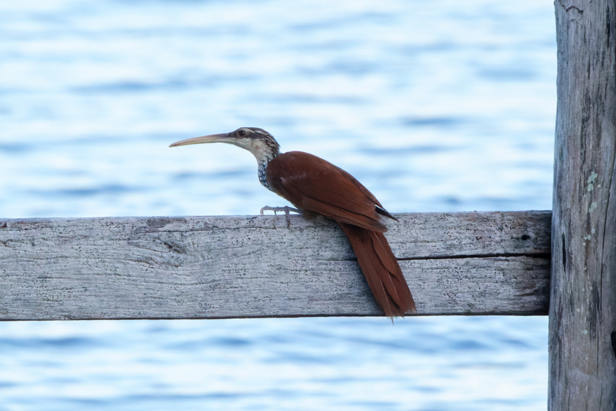 Long-billed Woodcreeper (image by Leo Garrigues)