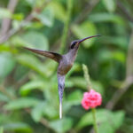 Long-tailed Hermit (image by Leo Garrigues)