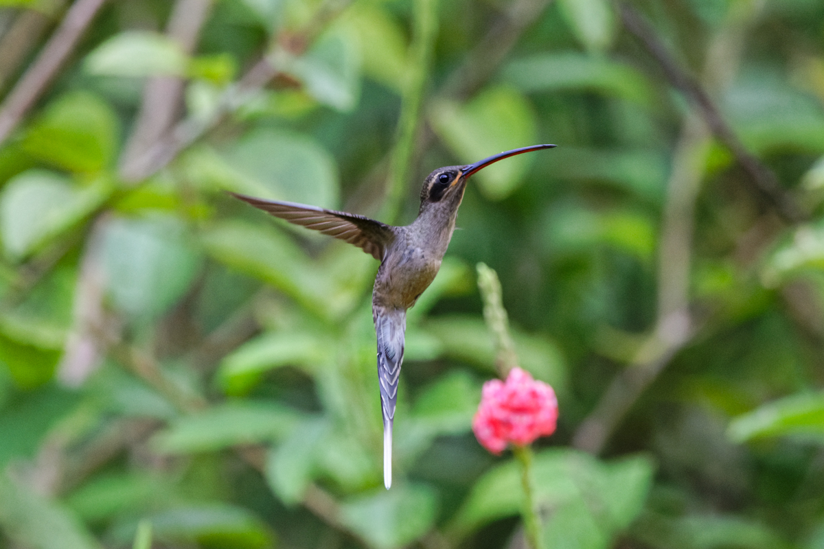 Long-tailed Hermit (image by Leo Garrigues)