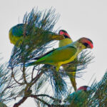 Long-tailed Parakeets (image by Andre Ambrose D'Penha)