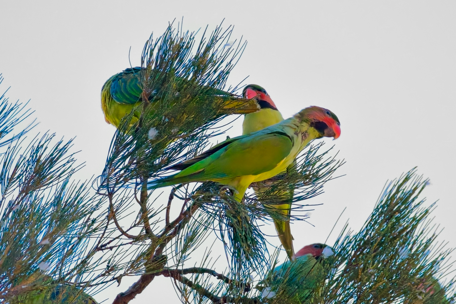 Long-tailed Parakeets (image by Andre Ambrose D'Penha)