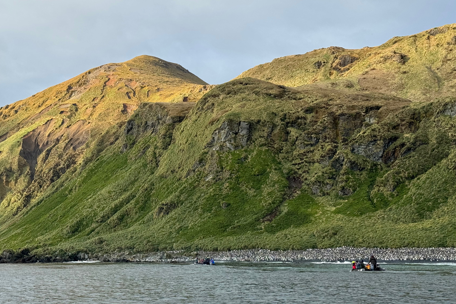 Lusitania Bay Macquarie Island New Zealand (image by Nik Borrow)
