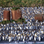 Lusitania Bay, Macquarie Island (image by Nik Borrow)