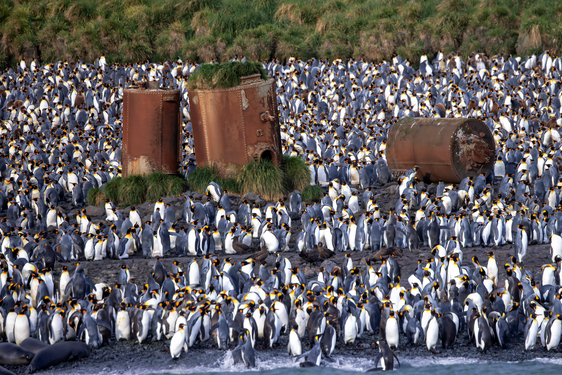 Lusitania Bay, Macquarie Island (image by Nik Borrow)