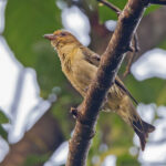 Lyre-tailed Honeyguide(image by Pete Morris)