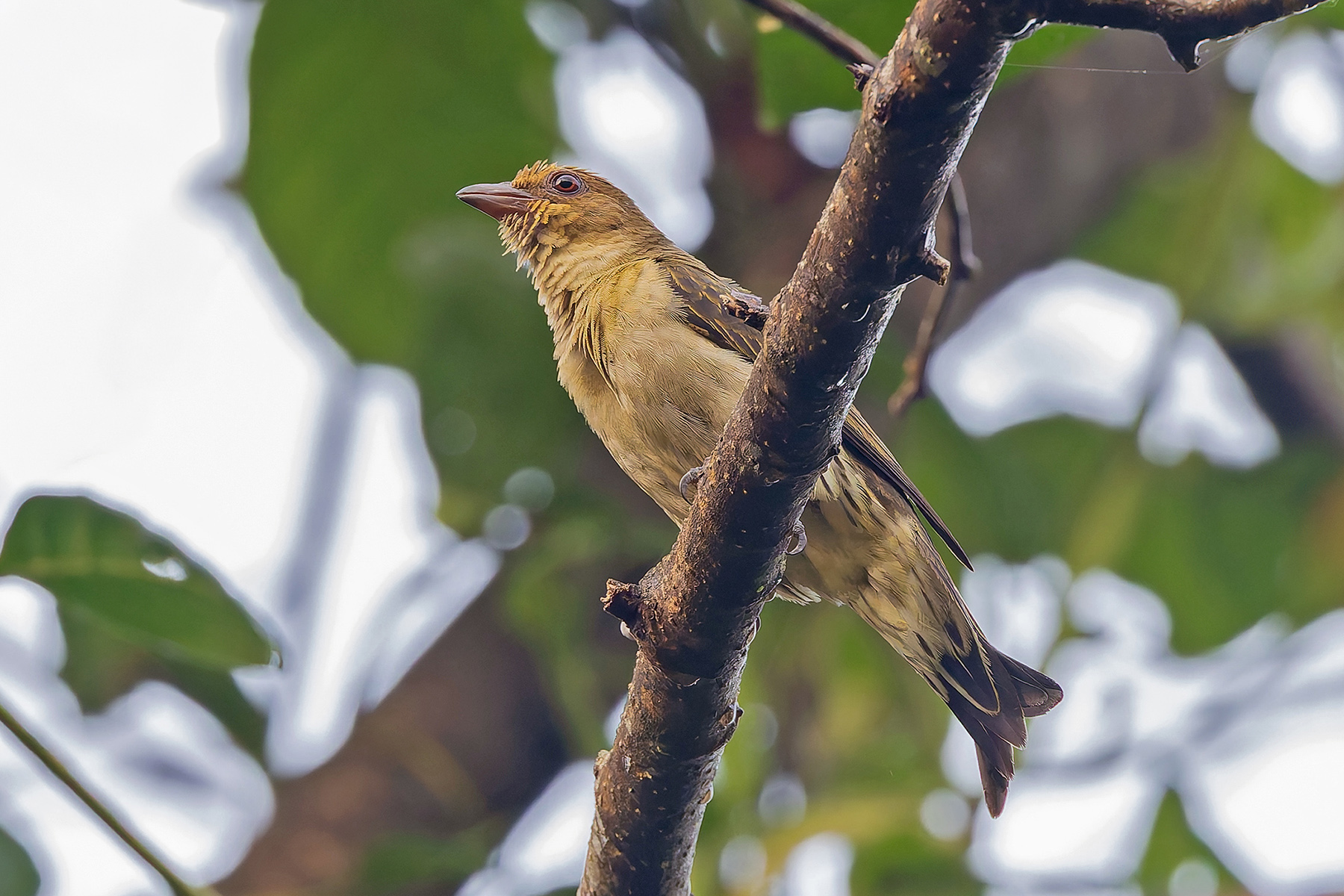 Lyre-tailed Honeyguide(image by Pete Morris)