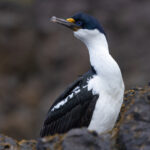 Macquarie Imperial Shag (image by Nik Borrow)
