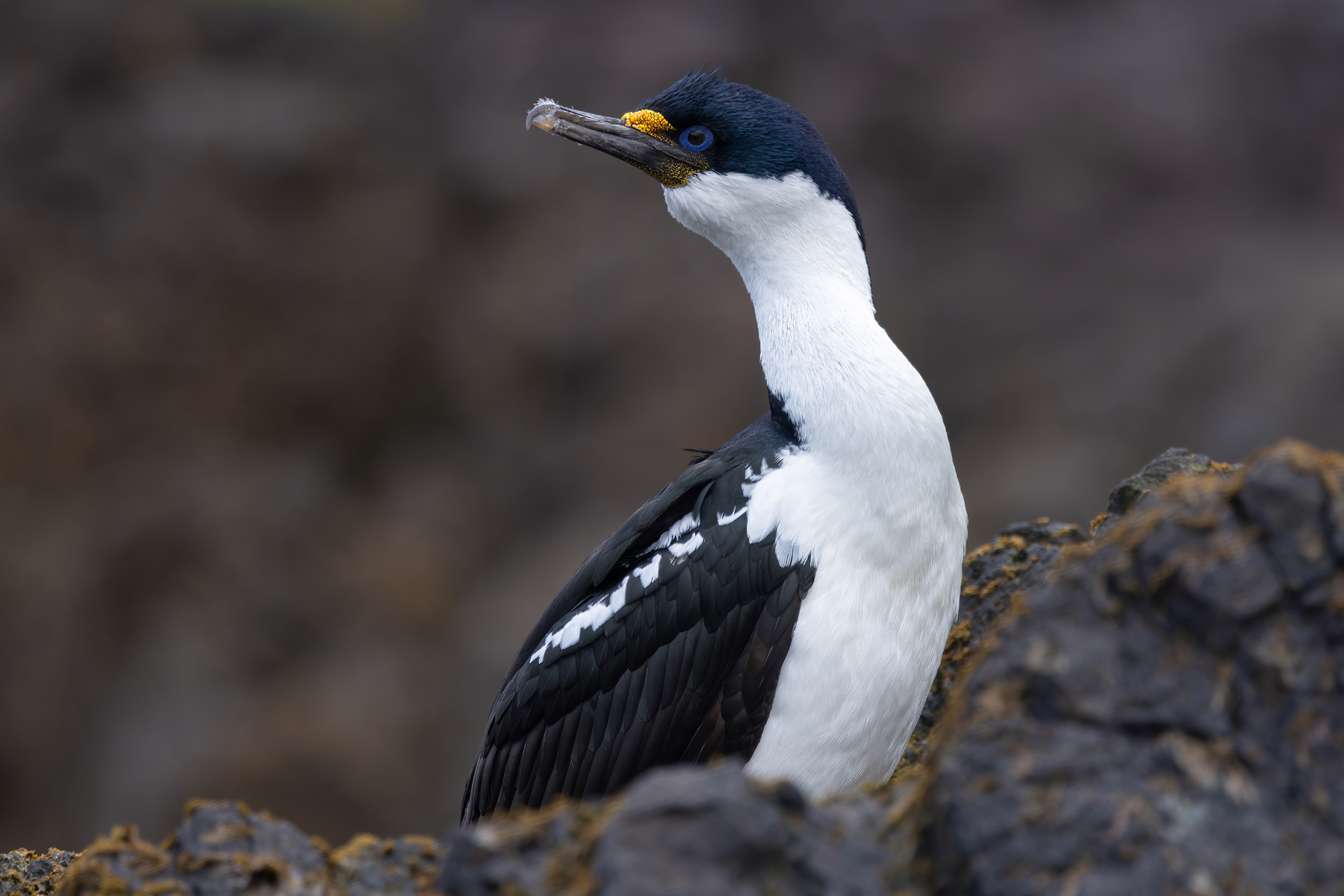 Macquarie Imperial Shag (image by Nik Borrow)