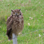 Magellanic Horned Owl (image by Mark Pearman)