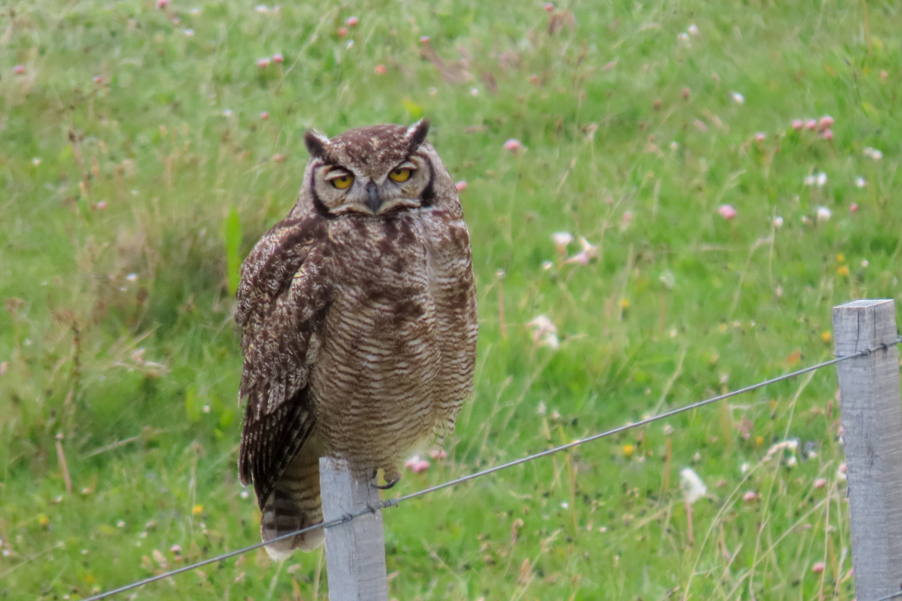 Magellanic Horned Owl (image by Mark Pearman)