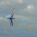 Magellanic Plover (image by Paul McLelland)