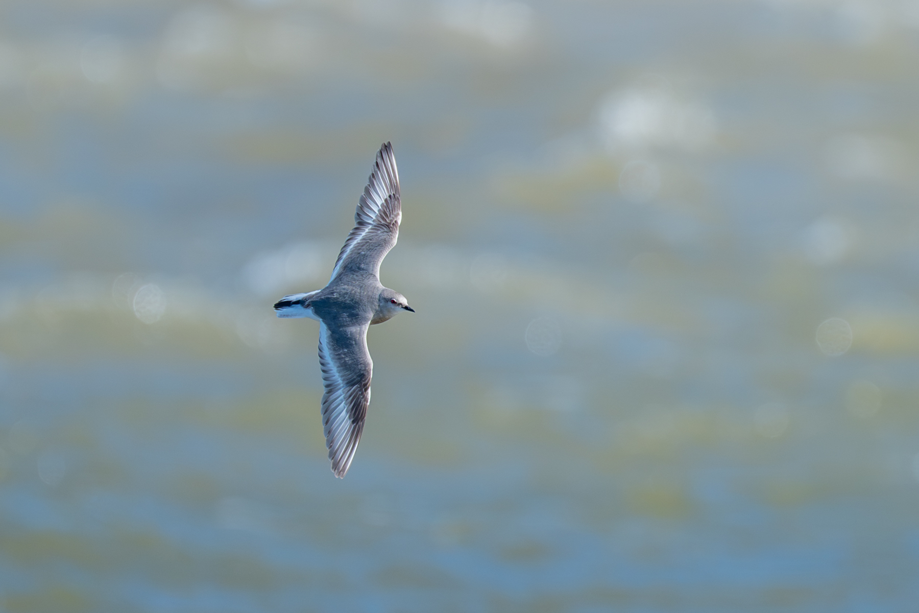 Magellanic Plover (image by Paul McLelland)