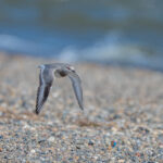 Magellanic Plover (image by Paul McLelland)