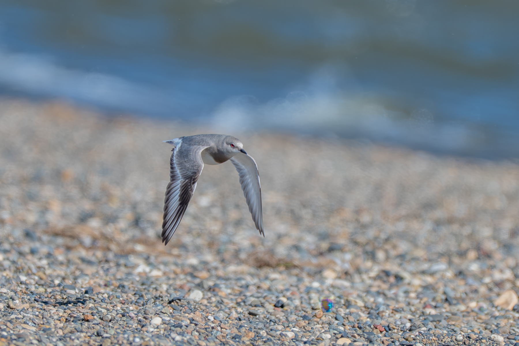 Magellanic Plover (image by Paul McLelland)