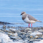 Magellanic Plover (image by Petros Triantafyllis)