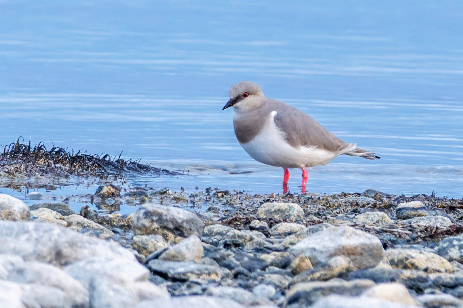 Magellanic Plover (image by Petros Triantafyllis)