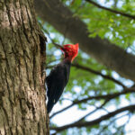 Magellanic Woodpecker (image by Paul McLelland)