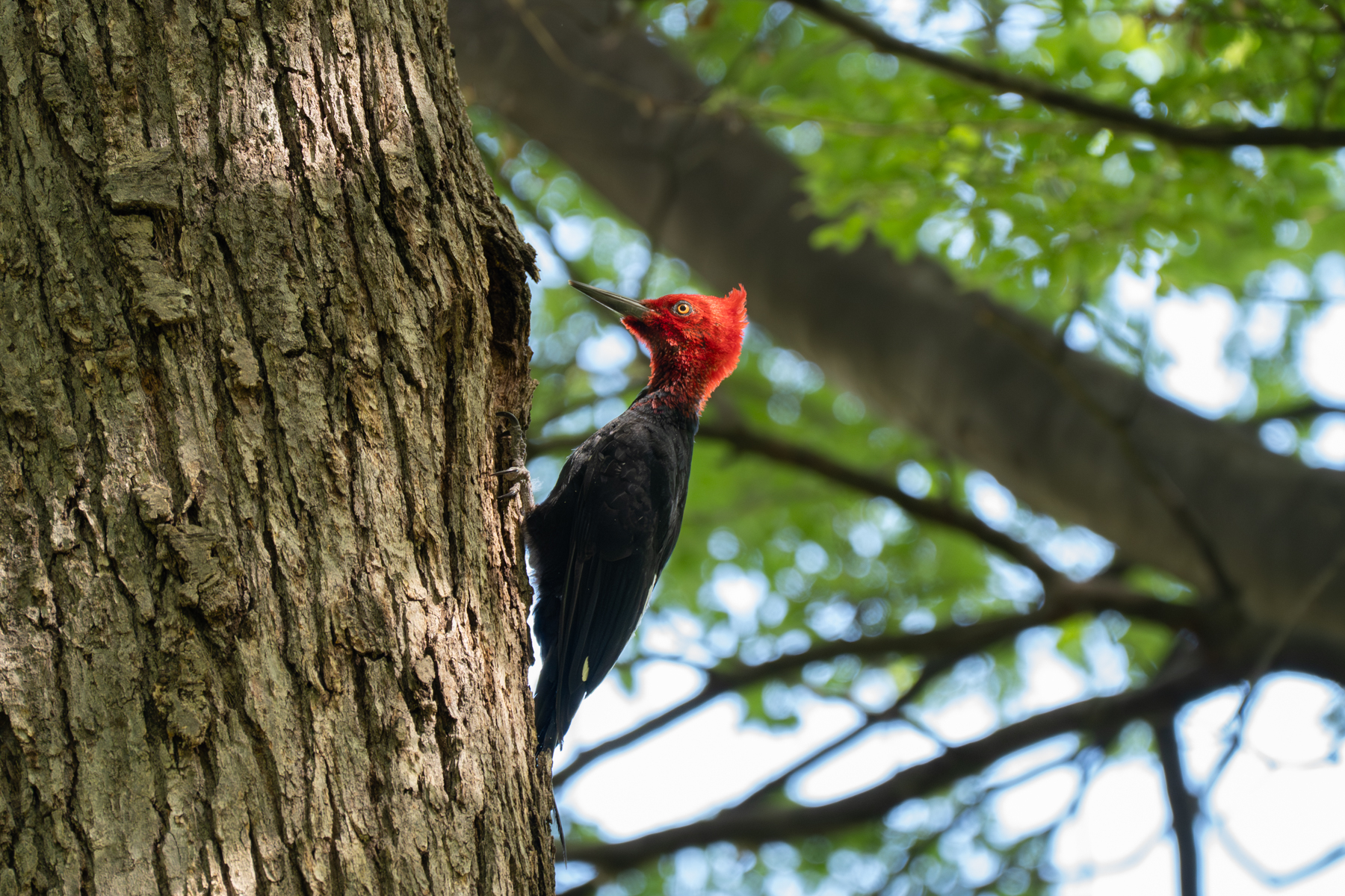 Magellanic Woodpecker (image by Paul McLelland)