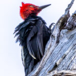 Magellanic Woodpecker (image by Loukia Triantafyllis)