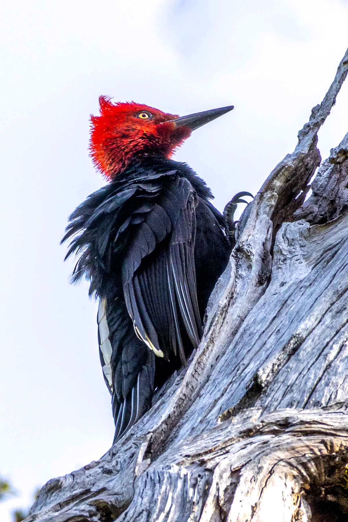 Magellanic Woodpecker (image by Loukia Triantafyllis)