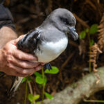 Magenta Petrel (image by Nik Borrow)