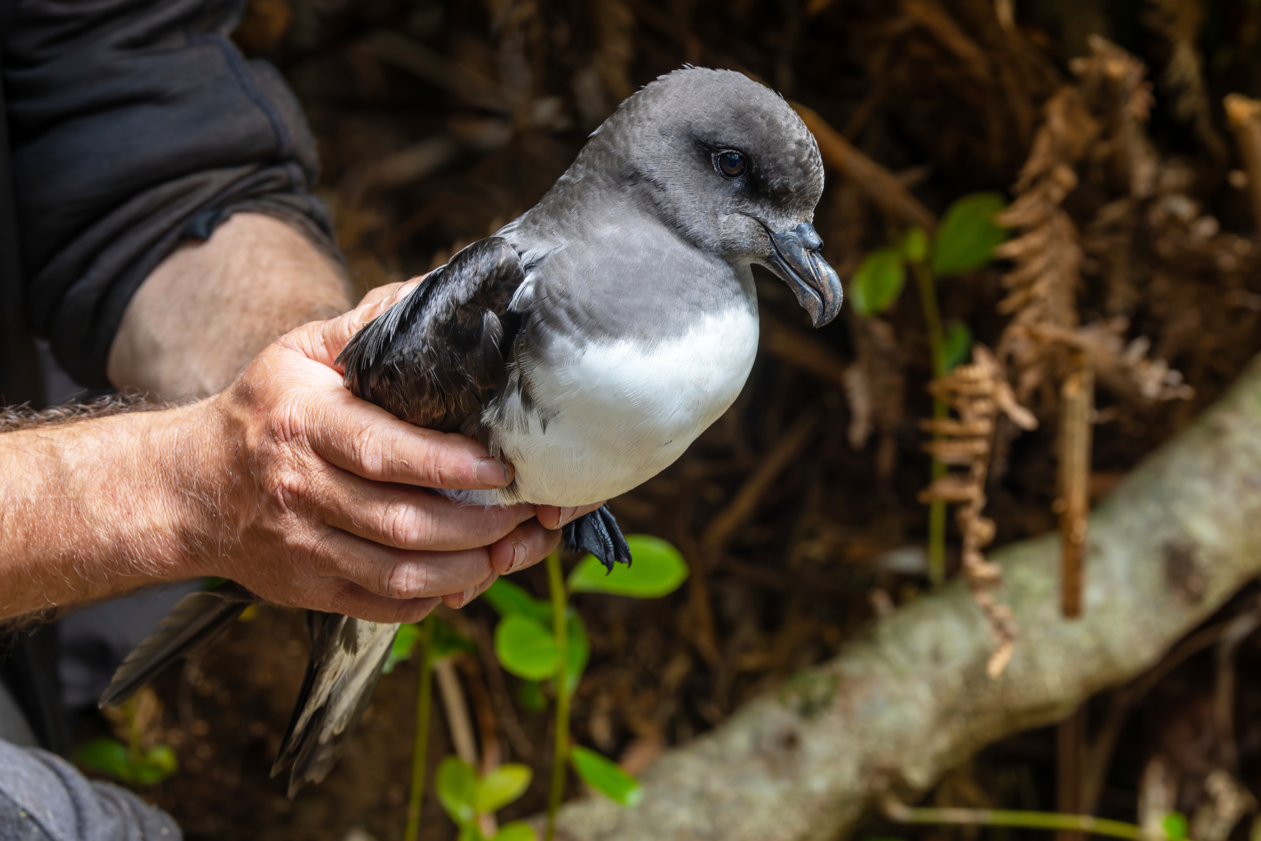 Magenta Petrel (image by Nik Borrow)