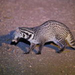 Malay Civet (image by Andre Ambrose D'Penha)