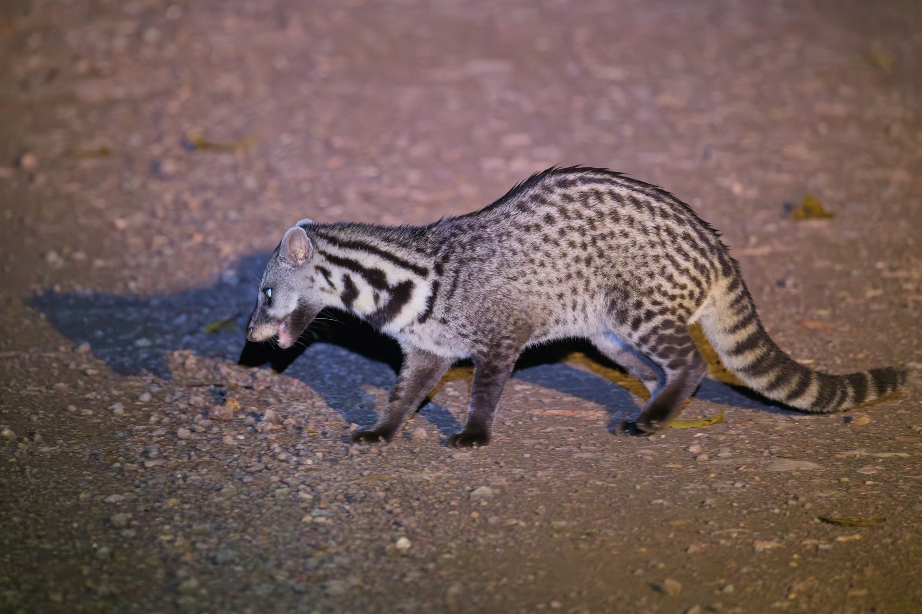 Malay Civet (image by Andre Ambrose D'Penha)
