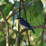 Malaysian Blue Flycatcher (image by Yeo Siew Teck)