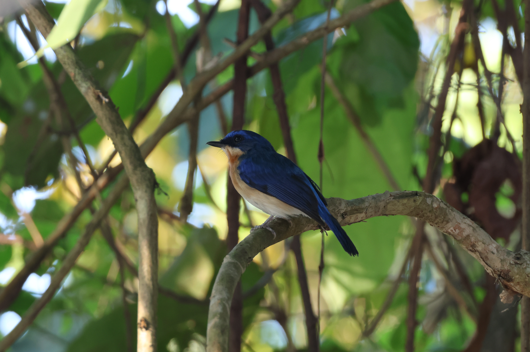 Malaysian Blue Flycatcher (image by Yeo Siew Teck)
