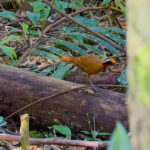 Malaysian Rail Babbler (image by Andre Ambrose D'Penha)