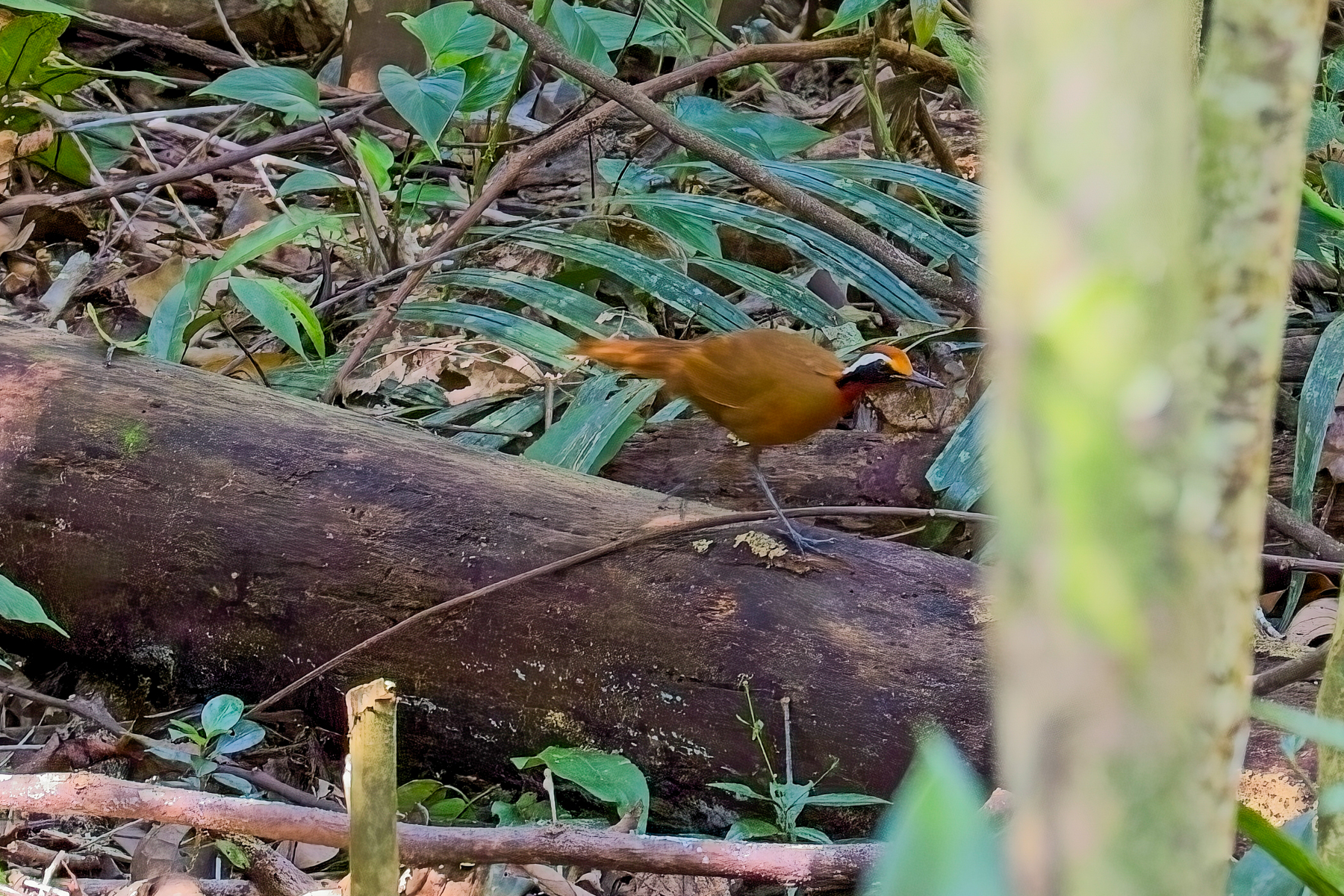Malaysian Rail Babbler (image by Andre Ambrose D'Penha)