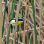 Many-coloured Rush Tyrant (image by Paul McLelland)
