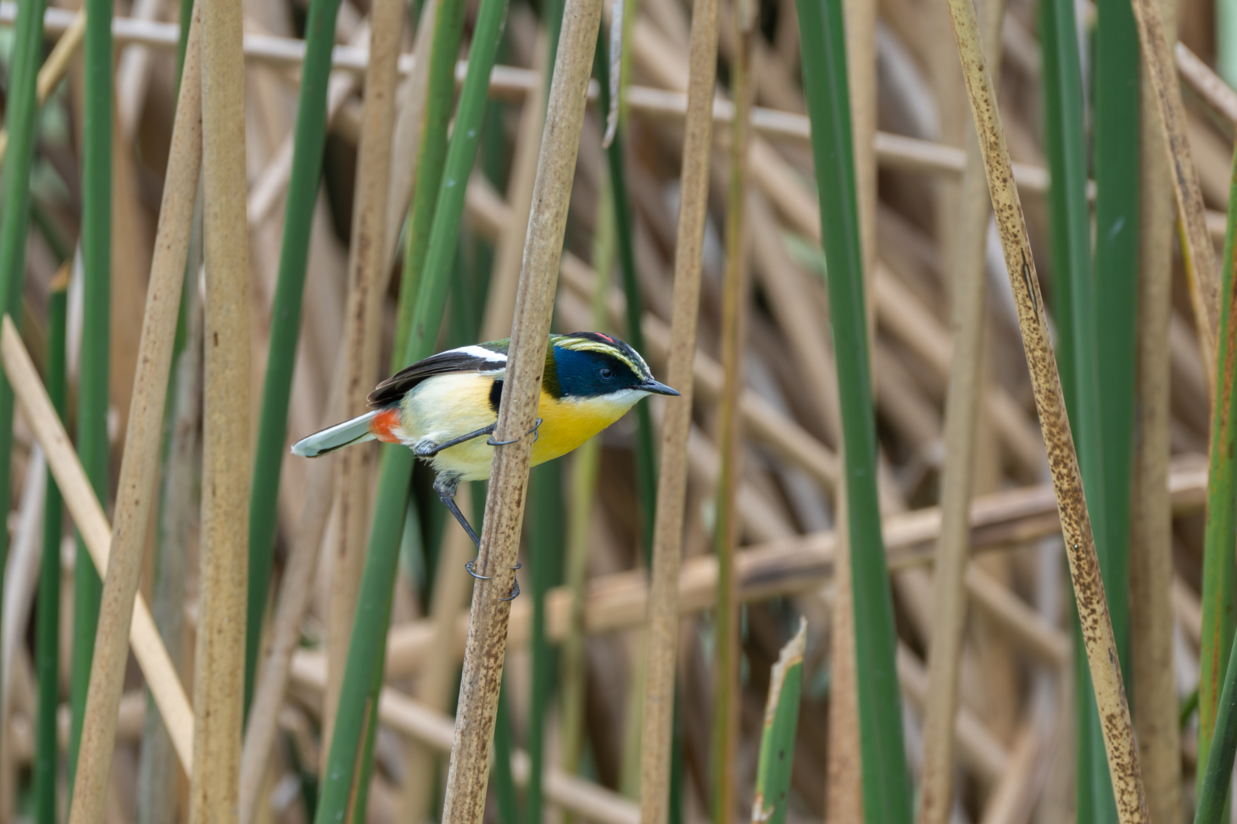 Many-coloured Rush Tyrant (image by Paul McLelland)