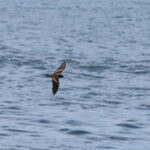 Markham's Storm Petrel (image by Mark Pearman)