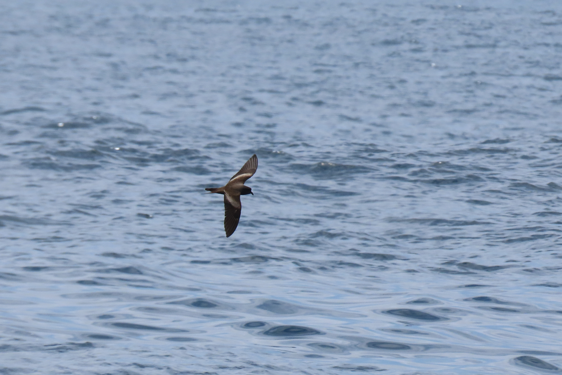 Markham's Storm Petrel (image by Mark Pearman)