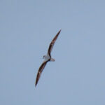 Masatierra Petrel (image by Mark Pearman)