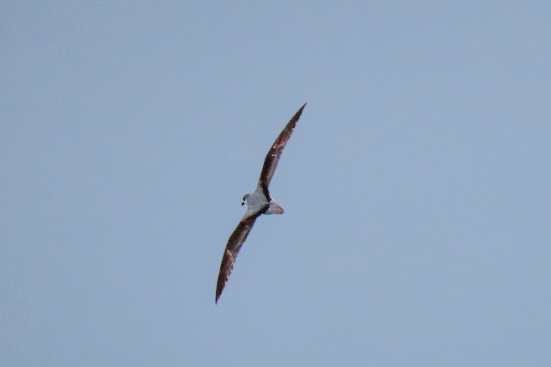 Masatierra Petrel (image by Mark Pearman)