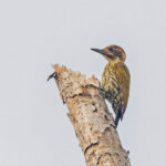Melancholy Woodpecker (image by Pete Morris)