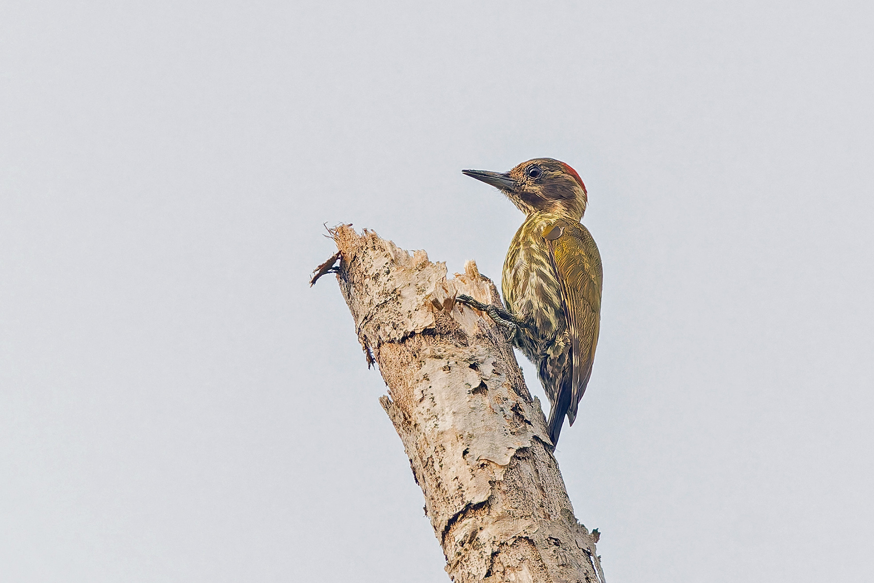Melancholy Woodpecker (image by Pete Morris)