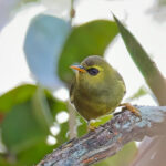 Mountain Black-eye (image by Andre Ambrose D'Penha)
