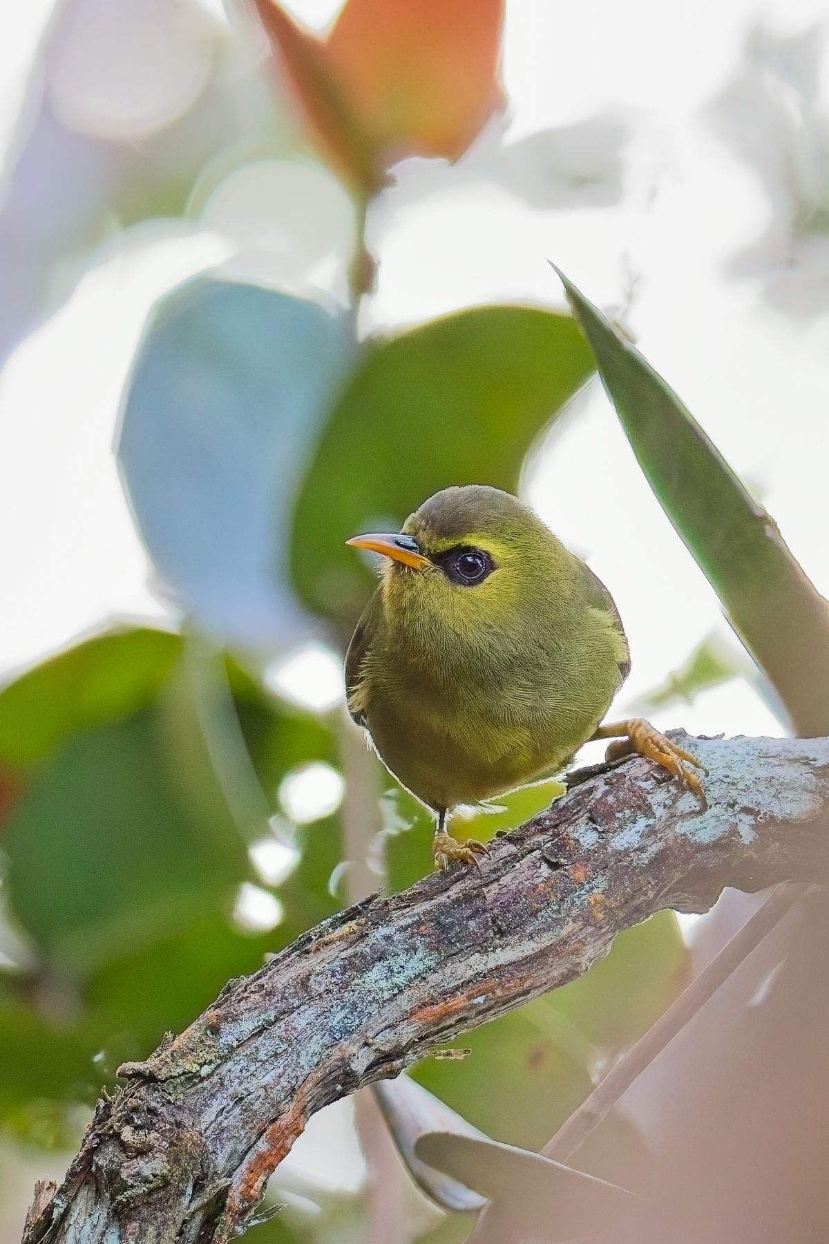 Mountain Black-eye (image by Andre Ambrose D'Penha)