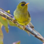 Mountain Black-eye (image by Andre Ambrose D'Penha)
