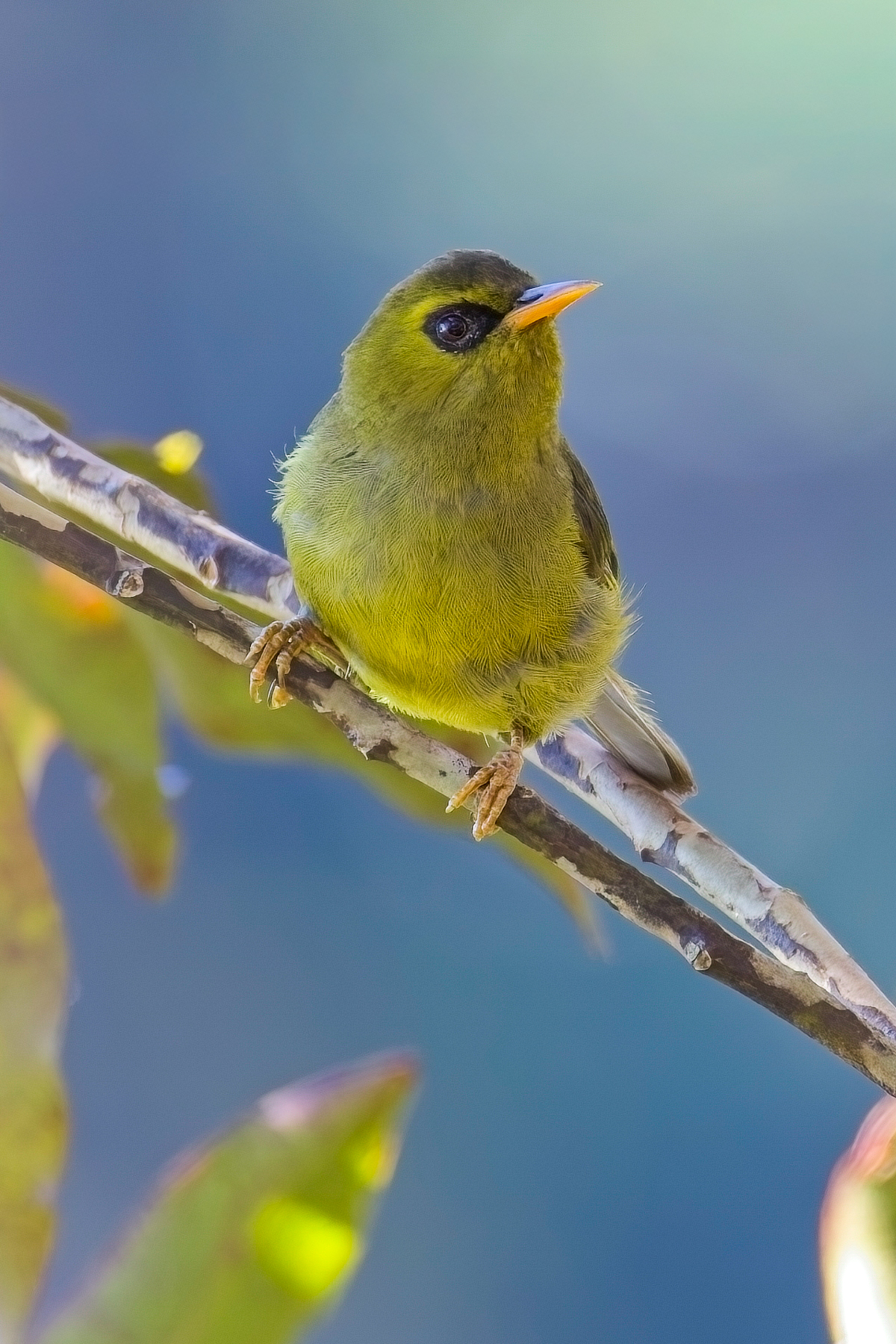 Mountain Black-eye (image by Andre Ambrose D'Penha)