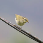Mountain Leaf Warbler (image by Andre Ambrose D'Penha)