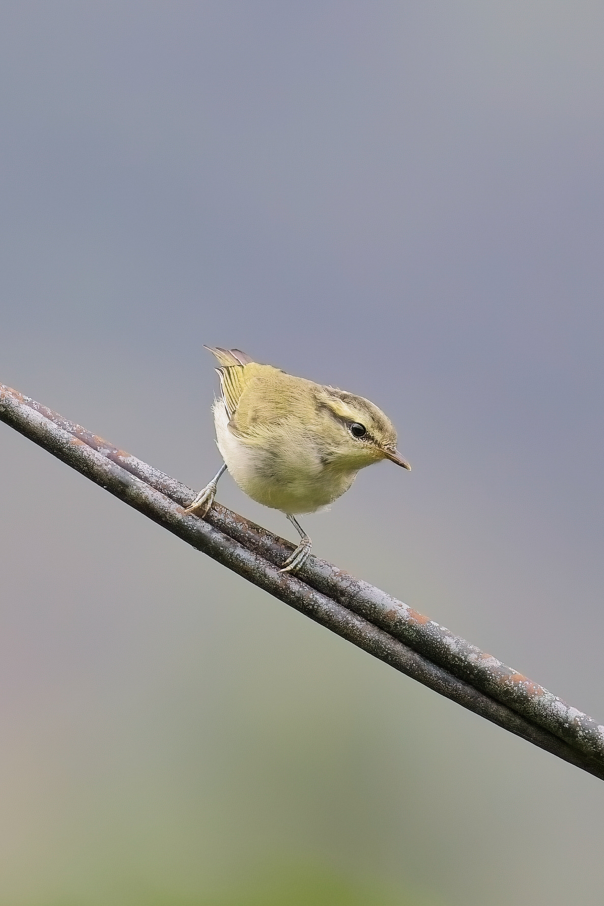 Mountain Leaf Warbler (image by Andre Ambrose D'Penha)