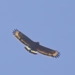 Mountain Serpent Eagle (image by Andre Ambrose D'Penha)
