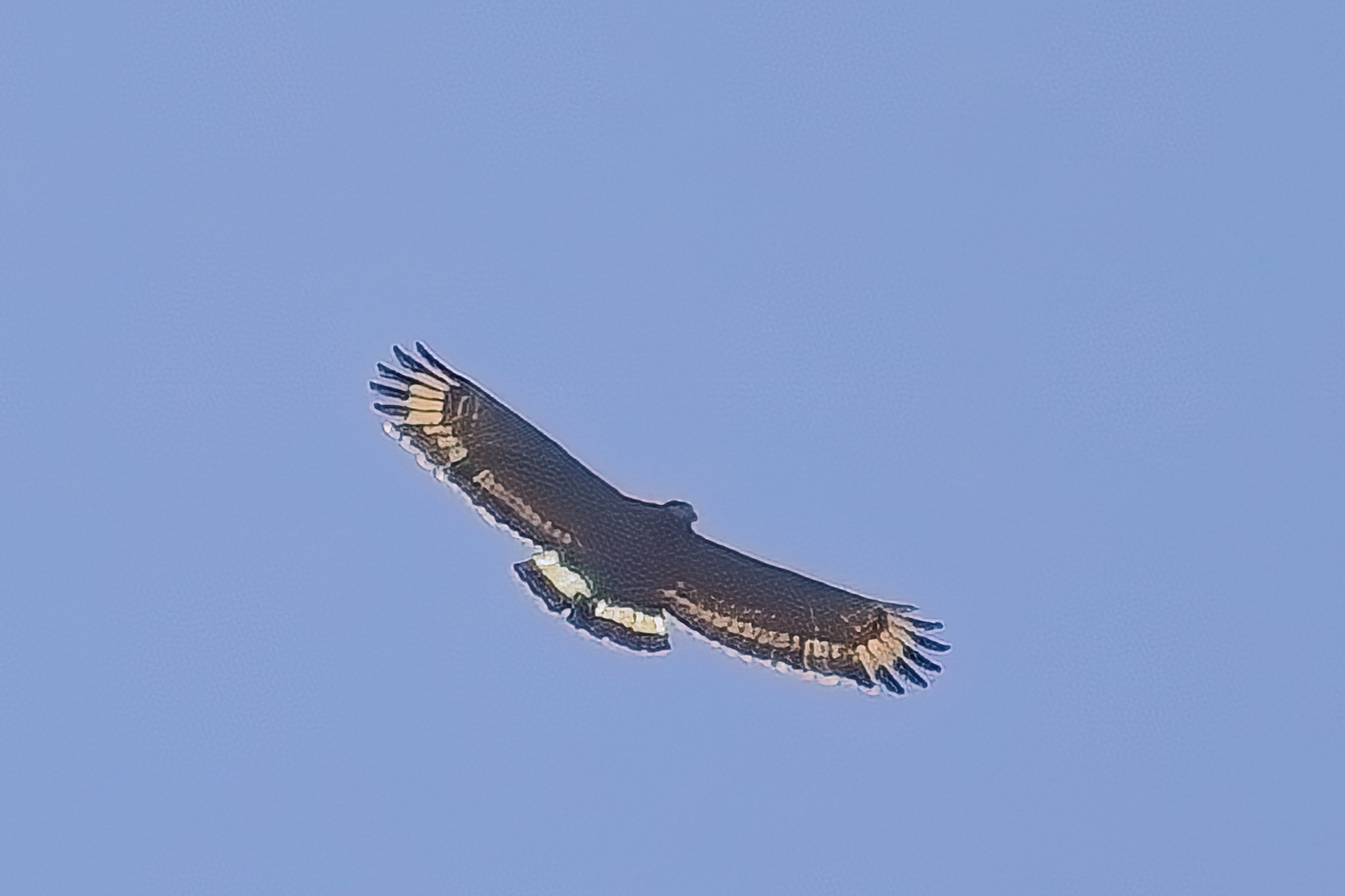 Mountain Serpent Eagle (image by Andre Ambrose D'Penha)