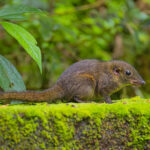 Mountain Treeshrew (image by Andre Ambrose D'Penha)